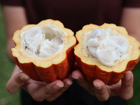 【1日限定】明治チョコレートドリンクイベント