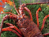 12月1月2月限定 寒鰤と蟹と鮑に伊勢海老　季節のおすすめ冬