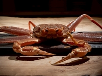 越前カニ（茹で）　コースに追加時価　1キロほど　時価