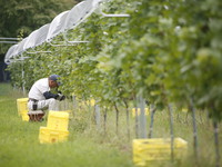 【第1回】マンズワイン 小諸ワイナリー (長野県小諸市)