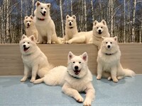 ≪冬休み期間 ≫通常チケット（50分）