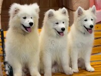 ≪冬休み期間≫通常チケット（50分）