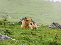 土佐あかうし『なつちよ号』のコース  12/3~18日迄