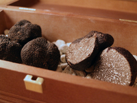 Fresh Black Truffes Course 9 dishes Course fee: 25,000 yen + black truffles (market price)