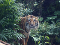 【平日】神戸どうぶつ王国＆GOCOCUディナーブッフェ 90分制🔷大人 