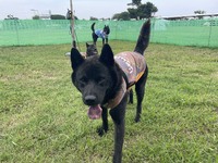 【常設プライベートドッグラン/10:30〜13:30】