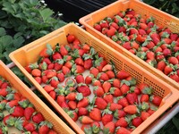 Fruit Course "strawberry" (Adult price)