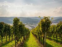 1/30【ワインサロン】日本