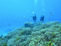 【一般料金】2026体験ダイビング　大人子供同額(オンシーズン）