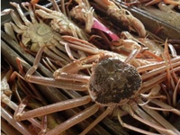 松葉ガニ入りおまかせ18,700円コース【お昼もご予約可能です】