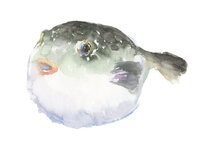 毎年人気！期間限定 虎ふぐコース