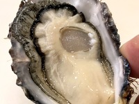 Omakase course (online prepayment)