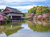 [Enjoy the taste of spring and cherry blossoms] Cherry blossom viewing lunch plan with Heian Shrine Garden ticket