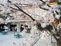 フレンチ【ランチ】桜コース（ロゼシャンパン+ワインペアリング付）