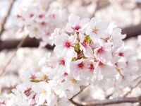 Sakura Special Lunch Course + Toast Drink Included