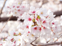 櫻花特餐+含吐司飲品