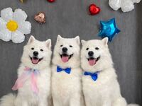 バースデーイベント チケット (50分）