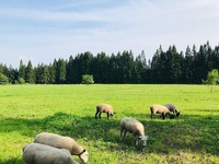 宮の羊の牧場　ミルクラムディナー