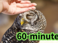 【大人】 触れ合いのみ＋1オーダー制