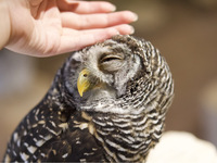 【80分大人】 触れ合いのみ＋1オーダー制