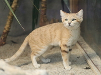 【平日】神户动物王国＆GOCOCU午餐自助餐 90分钟🔷成人