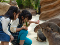 【週末及假日】神戶動物王國 & GOCOCU 自助晚餐（90 分鐘）🔷成人