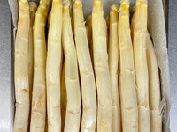 【Menù Corto】ショートコース