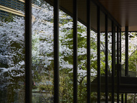 【桜DINNERコース 店内席指定なし】3月16日〜4月5日 春の桜DINNERコース 店内席指定なしプラン 8000円 (DINNER)