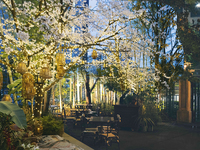 【3/18〜4/13 期間限定ディナー】SAKURA DINNER お席のみ予約