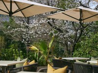 【LUNCH / CAFE】テラスお席のみのご予約