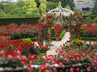 <Adult rate for WEEKDAYS> Sandwich & Dessert Buffet :*Red Rose Garden admission ticket included