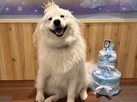 [6 PM slot only] Al-chan's birthday event