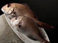 Exclusive course featuring nerve-seared fish by legendary fisherman Mr. Fujimoto and dried abalone from Sanriku: ¥55,000