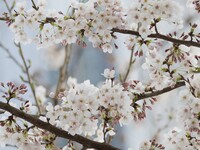 ～Menu Sakura ～〈ディナー〉