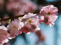 春の4品コースメニュー