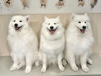 【僅限下午6點場】東井兄弟+綺羅莉醬生日活動