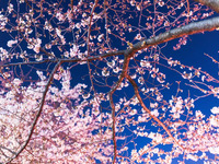 【桜が見えるテラス席確約】■お花見ディナーコース■ 前菜からパスタ、あべ鶏のローストと苺と桜のドルチェまで。嬉しい乾杯1ドリンク付きプラン