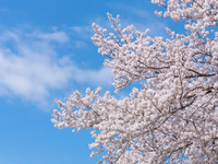 【桜が見えるテラス席確約】■土日祝限定お花見ランチコース■ 彩り豊かな前菜や選べるパスタ、自慢のメイン、苺のドルチェなど4品＋乾杯1ドリンク＆食後のカフェ付き
