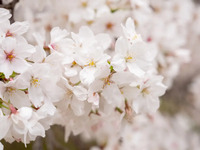 Seat only (junior high school students and above) + 90 minutes of all-you-can-drink