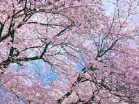 [Special seats with night cherry blossom views] Enjoy the blossoms in full bloom at Ten-Shiba Park! Enjoy a spring-like appetizer and a hearty main course of grilled Sakurajima chicken! This terrace plan includes 5 dishes (7 types) plus 2 hours of all-you-can-drink including , guaranteeing you a night cherry blossom viewing seat.