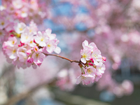 【ディナー】4月 ご入学お祝い対象のお子様～4歳から小学生～無料 　【事前決済】