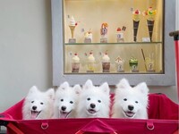 Weekday Regular Ticket (50 minutes)