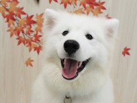 Weekends and public holidays: Standard ticket (50 minutes)