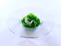 【アラカルト】101.パクチーサラダ　小盆