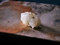 Sazanami