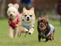 NGRILLご利用でドッグランの利用が半額｜3時間500円