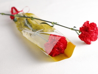 カーネーション