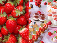 🍓旬の苺を心ゆくまで堪能🍓【苺食べ放題付き】平日限定・スイーツ8種を選べるデザートワゴンとお魚とメインのフルコースランチ-SHIKITEI-