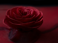 Dinner course + non-alcoholic pairing