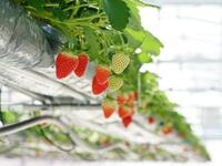 4/12   雫の里農園コラボイベント　ー　苺づくしの時間　ー